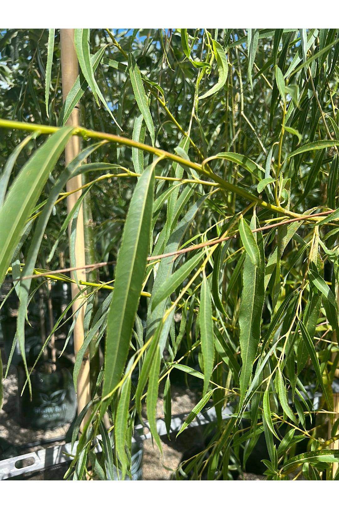 Salix babylonica 45L Bag Evergreen Trees Direct