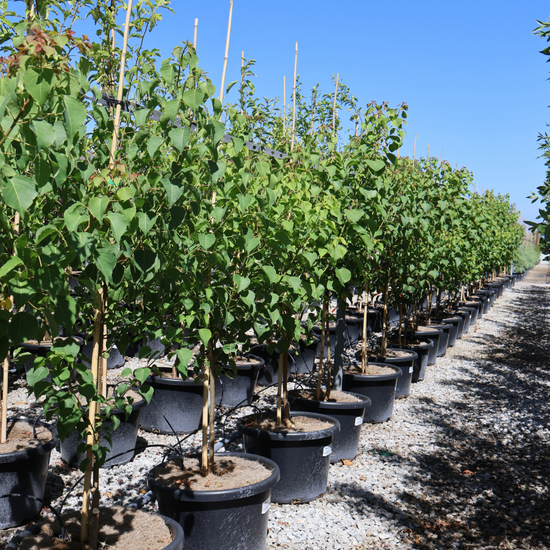 Sapium Sebiferum (syn. Triadica Sebifera) Evergreen Trees Direct