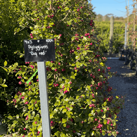Syzygium australe 'Big Red' - Lilly Pilly Evergreen Trees Direct