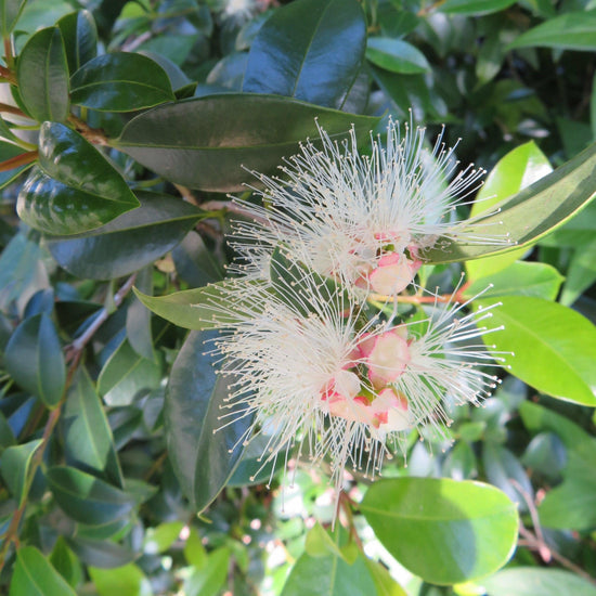 Syzygium australe - Lilly Pilly Evergreen Trees Direct
