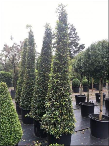 Syzygium australe Resilience Cones 90L Evergreen Trees Direct