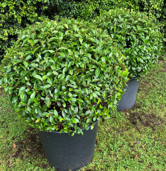 Trachelospermum jasminoides Balls 90L Evergreen Trees Direct