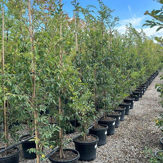 Ulmus parvifolia 30cm Evergreen Trees Direct